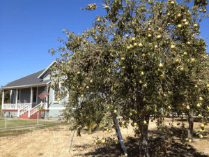 pear